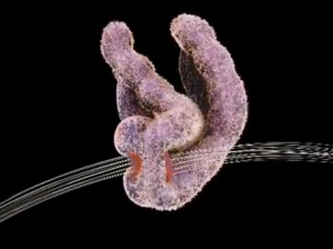 Image of chromosome visualization